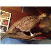 Image 2 : Fully Body Pheasant Mount and Deer Mount