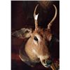 Image 8 : Fully Body Pheasant Mount and Deer Mount