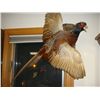 Image 2 : Mounted Pheasant in Flight and Deer Mount