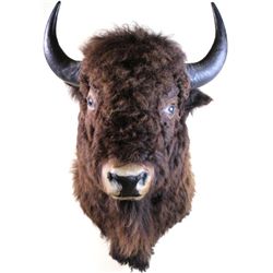 Older buffalo mount horns 20" tip to tip.