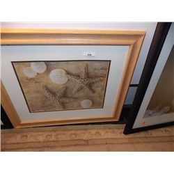 FRAMED PICTURE - SEA SHELLS