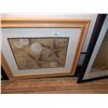 Image 1 : FRAMED PICTURE - SEA SHELLS