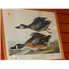 Image 1 : FRAMED PICTURE - BLUE WINGED TEAL