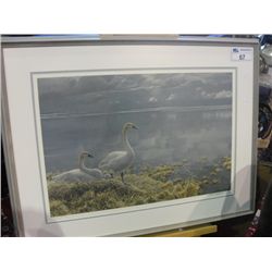 FRAMED LIMITED EDITION SIGNED AND NUMBERED PRINT TITLED WIDE HORIZON  TUNDRA SWANS  BY ARTIST