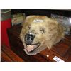 Image 1 : PROFESSIONAL TAXIDERMY GRIZZLEY BEAR HEAD MOUNT