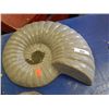 Image 1 : CONCRETE - TRILABITE