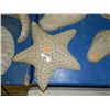 Image 1 : CONCRETE - STAR FISH