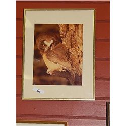 FRAMED PICTURE - OWL