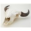 Image 1 : Buffalo skull with horns; a great display piece with a Sharps Sporting rifle or to hang in the man c