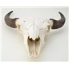 Image 2 : Buffalo skull with horns; a great display piece with a Sharps Sporting rifle or to hang in the man c