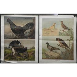 2 Antique Austrian Bird Prints Verlag Carl Gerold