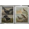 Image 1 : 2 Antique Austrian Bird Prints Verlag Carl Gerold