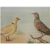 Image 2 : 2 Antique Austrian Bird Prints Verlag Carl Gerold