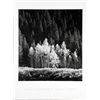 Image 1 : Gary Faye Aspens Trees Photo Poster Nature Print