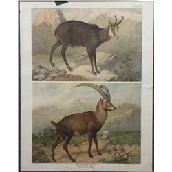 Antique Austrian Mountain Goa Print Verlag Carl Gerold