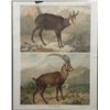 Image 1 : Antique Austrian Mountain Goa Print Verlag Carl Gerold