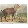 Image 2 : Antique Austrian Mountain Goa Print Verlag Carl Gerold