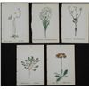Image 1 : 5 Antique Botanical Prints Flowers in Latin- German