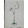 Image 2 : 5 Antique Botanical Prints Flowers in Latin- German
