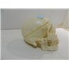 Image 1 : VINTAGE PERFECT REPLICA OF A HUMAN SKULL