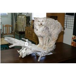 Full Mounted Bob Cat & Weasel on drift wood