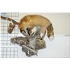 Image 1 : Hanging Full Mount  Red Fox & Squirrel