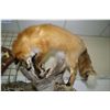 Image 2 : Hanging Full Mount  Red Fox & Squirrel