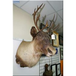 Hanging Head Mount Caribou tagged w/paper work