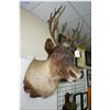 Image 1 : Hanging Head Mount Caribou tagged w/paper work