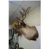 Image 2 : Hanging Head Mount Caribou tagged w/paper work