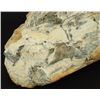 Image 2 : Mastedon Fossil Ivory