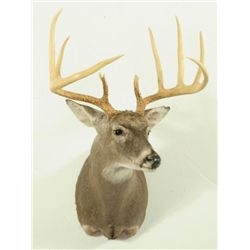 12 Point Whitetail Deer Mount