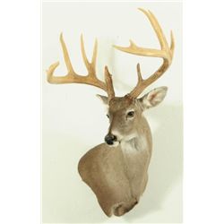 12 Point Whitetail Deer Mount