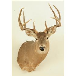 10 Point White Tail Head Mount