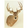 Image 1 : 10 Point White Tail Head Mount