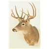 Image 2 : 10 Point White Tail Head Mount