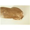 Image 3 : 10 Point White Tail Head Mount