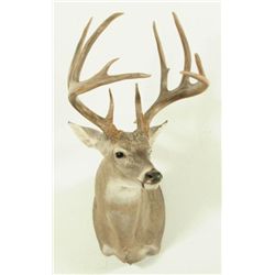 Whitetail 23pt Mount