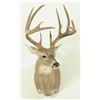 Image 1 : Whitetail 23pt Mount