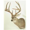 Image 2 : Whitetail 23pt Mount