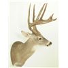 Image 3 : Whitetail 23pt Mount
