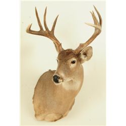 10 Point White Tail Head Mount