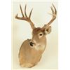 Image 1 : 10 Point White Tail Head Mount