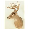Image 2 : 10 Point White Tail Head Mount