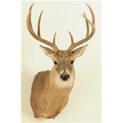 8 Point White Tail Head Mount