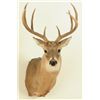 Image 1 : 8 Point White Tail Head Mount