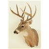 Image 2 : 8 Point White Tail Head Mount