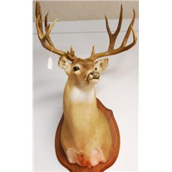 Whitetail Deer Mount
