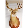 Image 1 : Whitetail Deer Mount