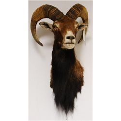 Sheep Mount